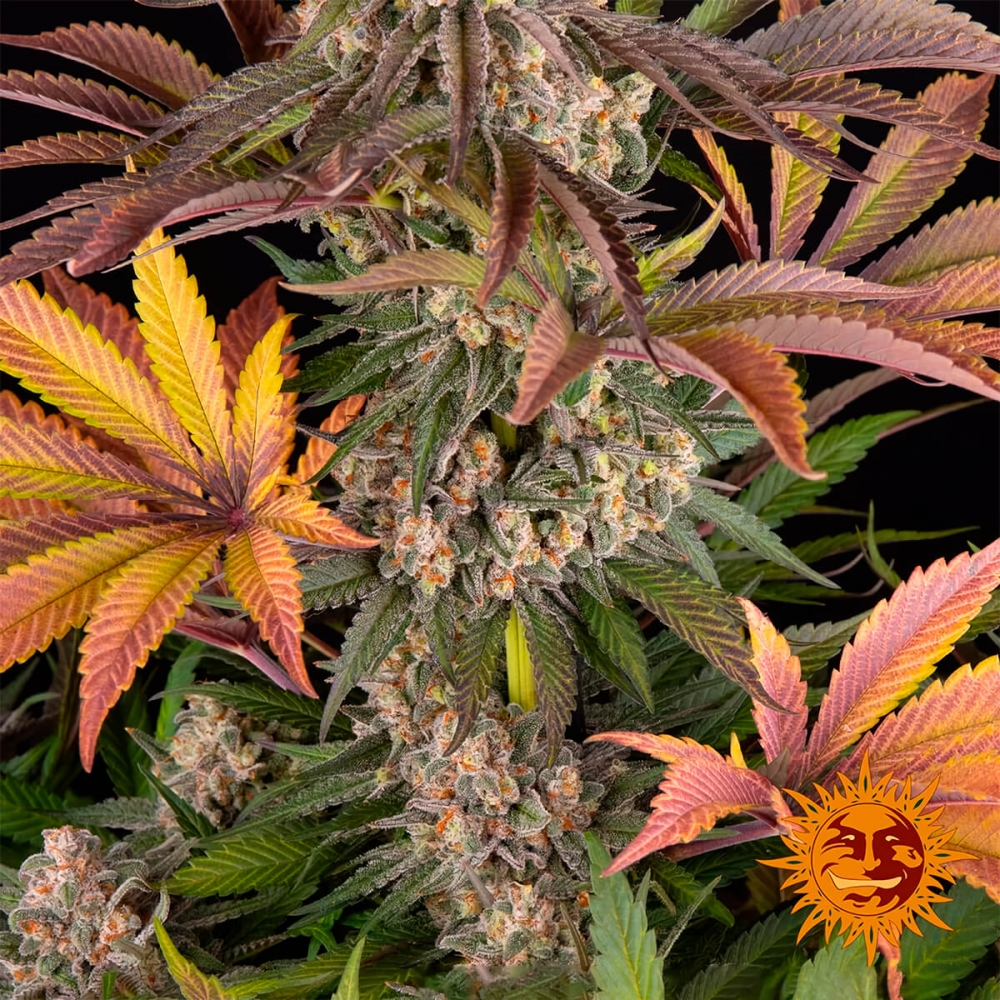 Semillas de marihuana feminizadas Limoncello de Barney's Farm Seeds, planta morada.