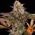 Semillas de marihuana feminizadas Limoncello de Barney's Farm Seeds, cogollo enorme.