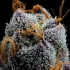 Semillas de marihuana feminizadas White Runtz de Barney's Farm Seeds, tricomas.