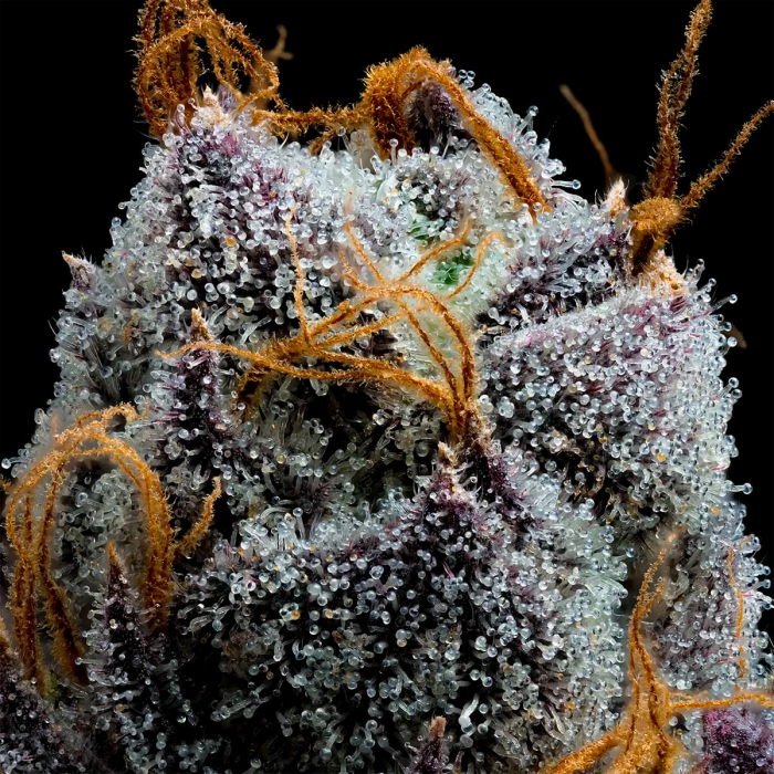 Semillas de marihuana feminizadas White Runtz de Barney's Farm Seeds, tricomas.