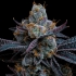 Semillas de marihuana feminizadas White Runtz de Barney's Farm Seeds, cogollo prieto.