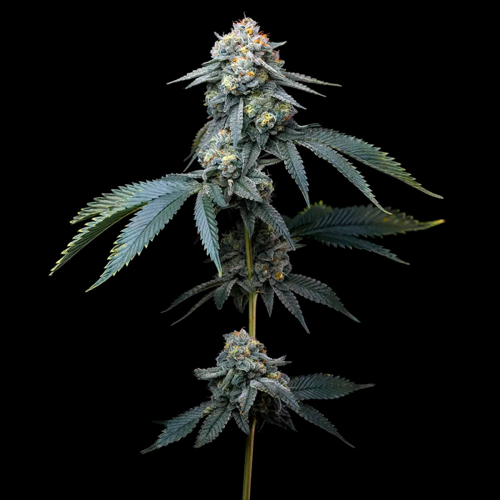 Semillas de marihuana feminizadas Jealousy de Barney's Farm Seeds, planta.