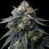 Semillas de marihuana feminizadas Jealousy de Barney's Farm Seeds, cogollo compacto.