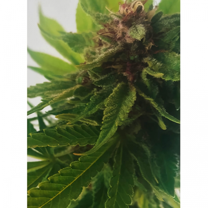 Mr. Big Candy de Mr. Hide Seeds - Semillas feminizadas, flor.