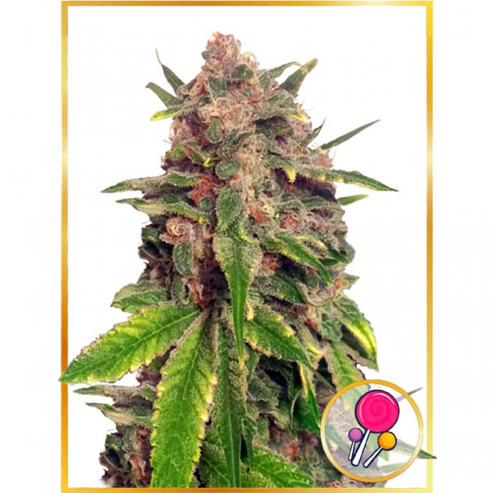 Mr. Big Candy de Mr. Hide Seeds - Semillas feminizadas, cogollo grande.