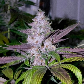 Mr. Big Candy de Mr. Hide Seeds - Semillas feminizadas.
