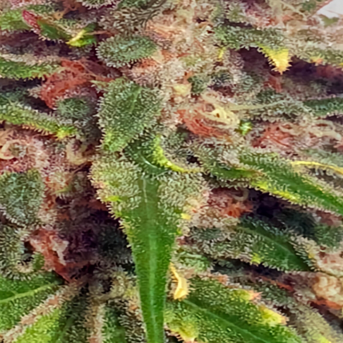 Mr. Big Candy de Mr. Hide Seeds - Semillas feminizadas, resina.