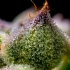 Semillas de marihuana feminizadas Mendo Breath de Barney's Farm Seeds, tricomas.