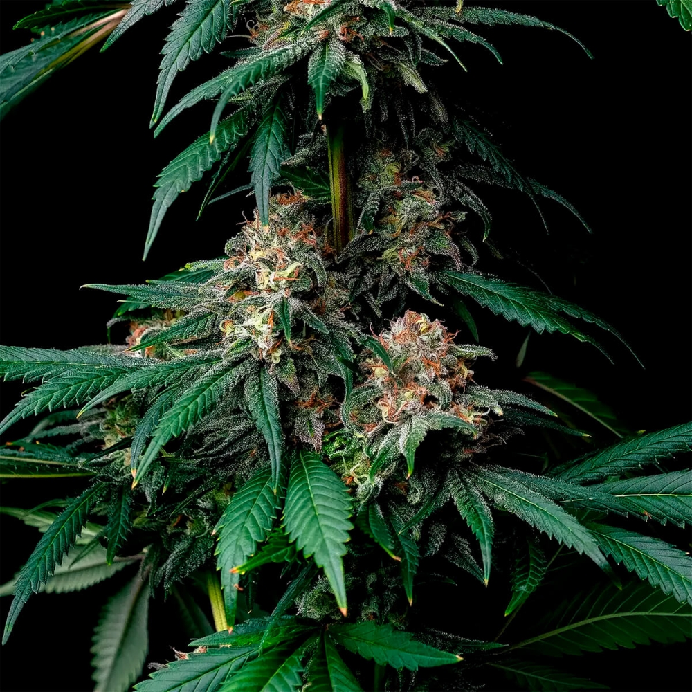 Semillas de marihuana feminizadas Mendo Breath de Barney's Farm Seeds, cogollos.