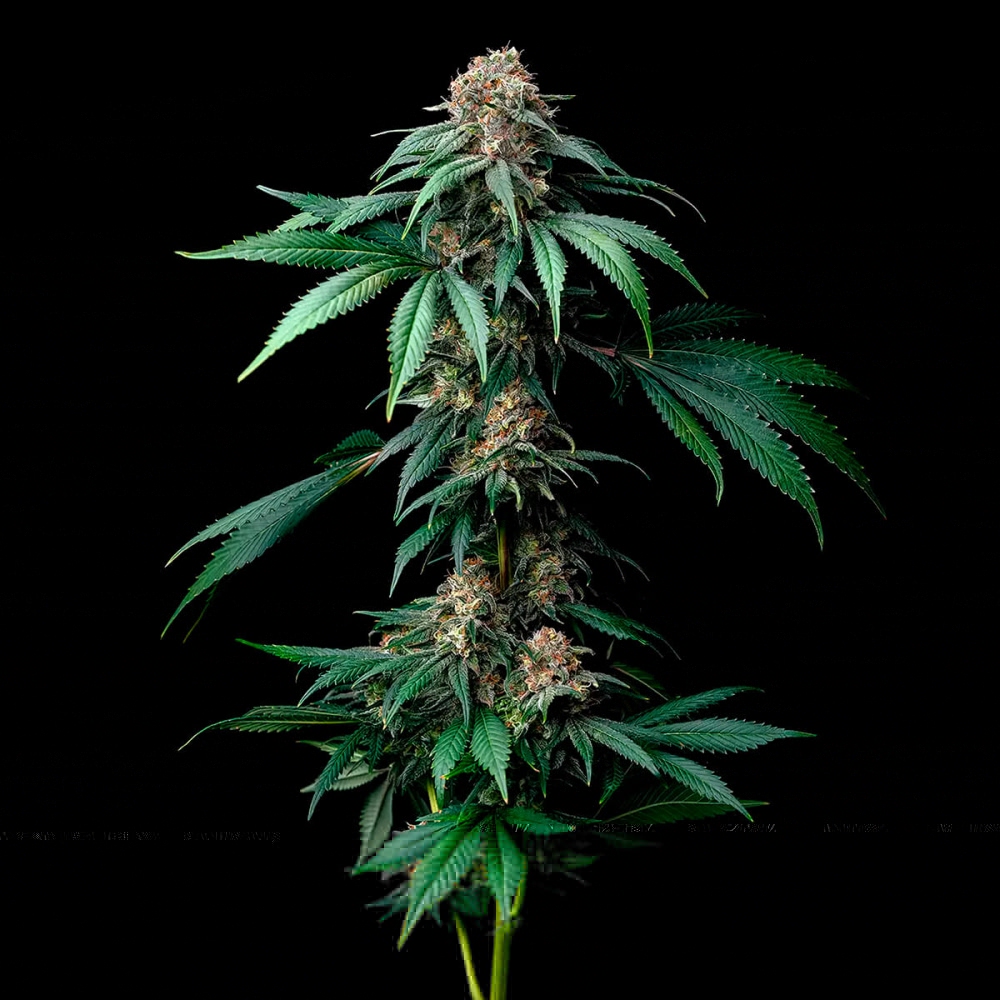 Semillas de marihuana feminizadas Mendo Breath de Barney's Farm Seeds, planta.