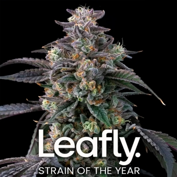 Super Boof de Barney's Farm Seeds | Semillas de marihuana feminizadas