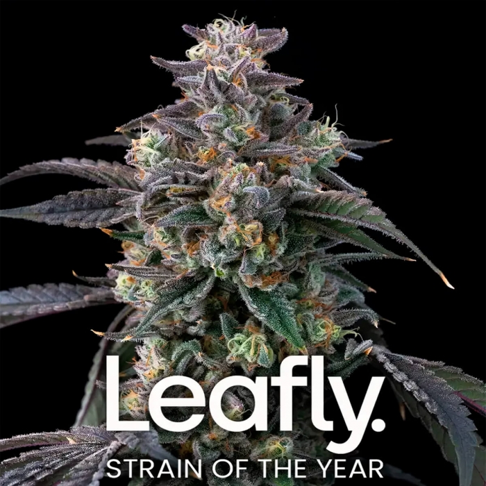 Super Boof de Barney's Farm Seeds | Semillas de marihuana feminizadas
