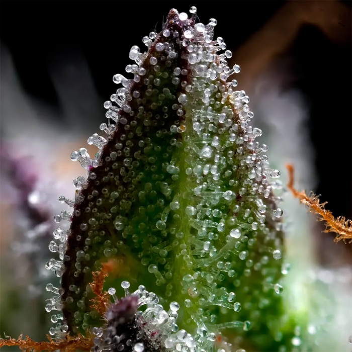 Semillas de marihuana feminizadas Zoap de Barney's Farm Seeds, resina.