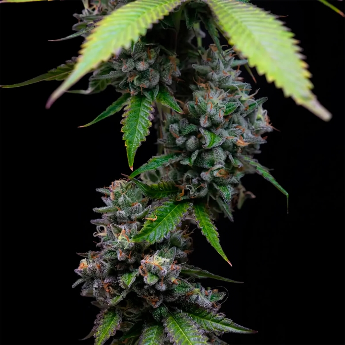 Semillas de marihuana feminizadas Zoap de Barney's Farm Seeds, flores.