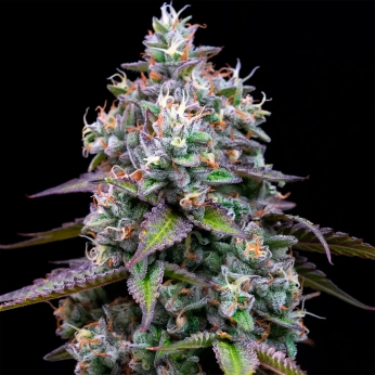 Semillas de marihuana feminizadas Zoap de Barney's Farm Seeds, cogollo resinoso.