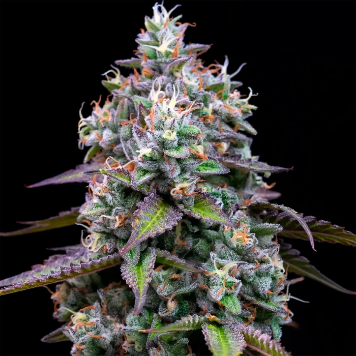 Semillas de marihuana feminizadas Zoap de Barney's Farm Seeds, cogollo resinoso.