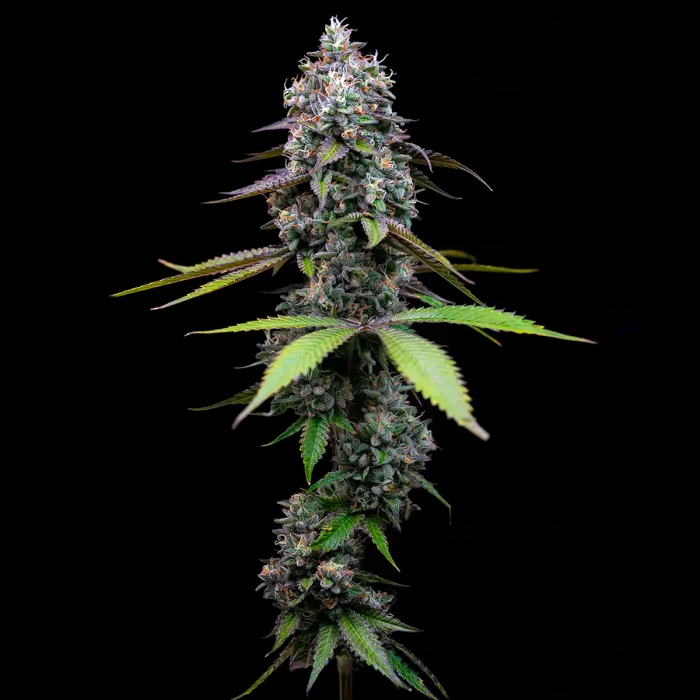 Semillas de marihuana feminizadas Zoap de Barney's Farm Seeds, punta principal.