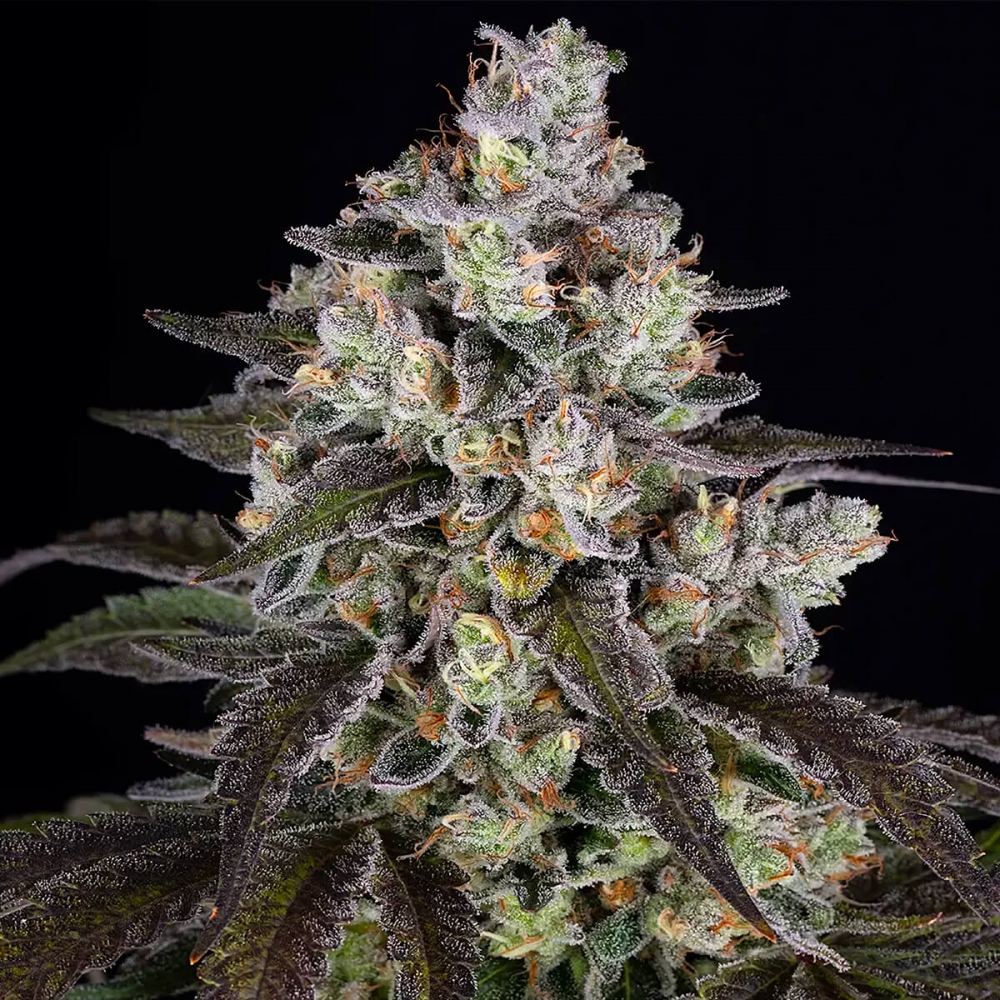 Semillas de marihuana feminizadas Trainwreck de Barney's Farm Seeds, cogollo resinoso.