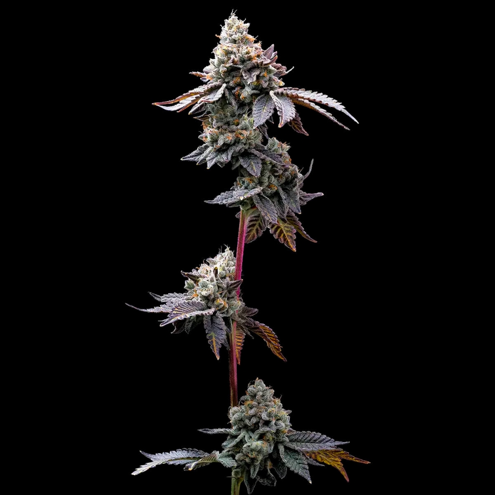 Semillas de marihuana feminizadas GMO Cookies de Barney's Farm Seeds, cogollo resinoso.