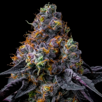 Rainbow Sherbet de Barney's Farm Seeds