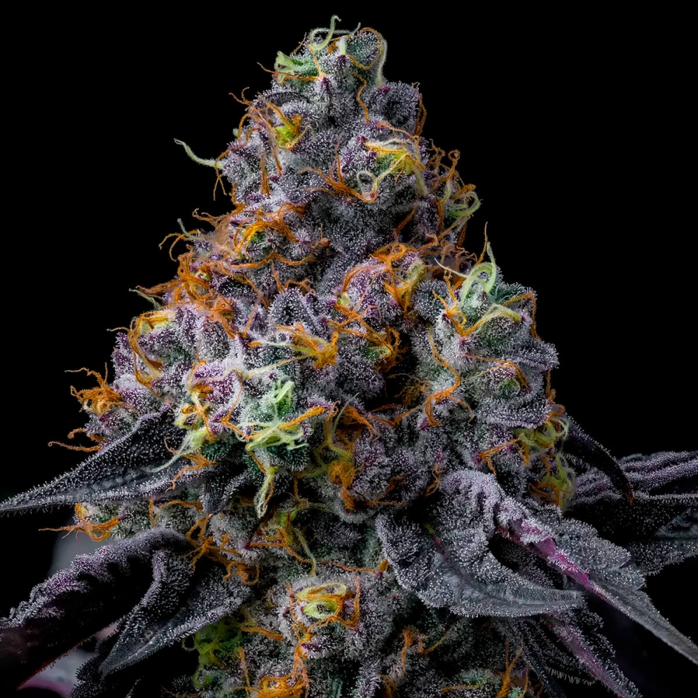 Semillas de marihuana feminizadas Rainbow Sherbet de Barney's Farm Seeds, cogollo resinoso.