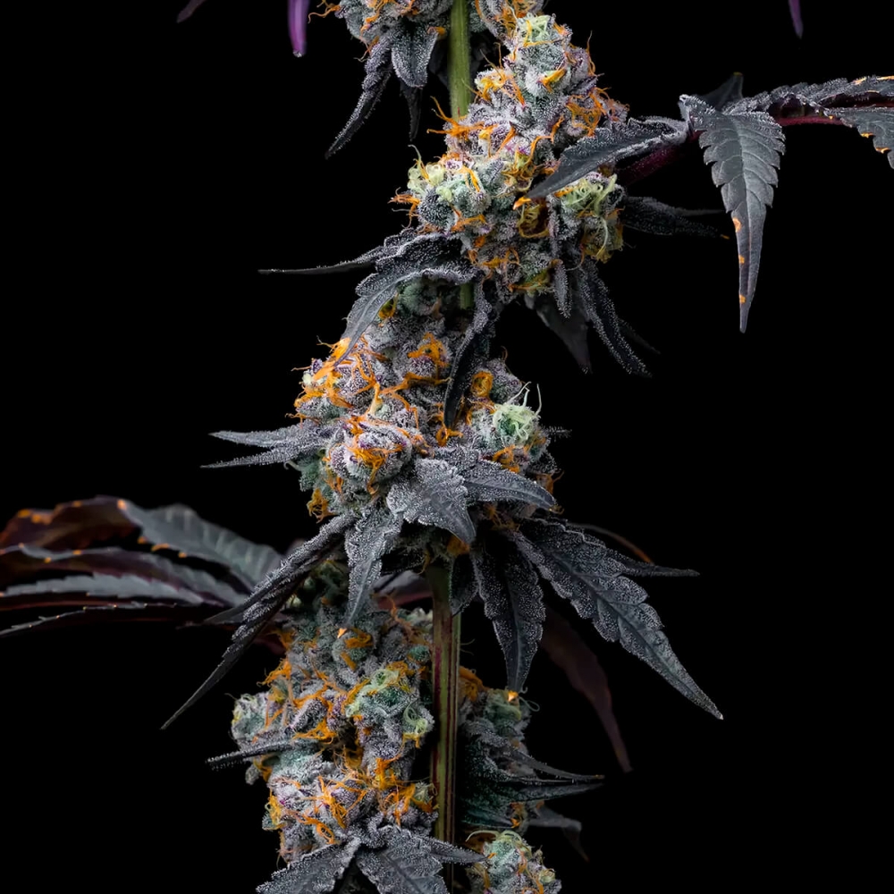 Semillas de marihuana feminizadas Rainbow Sherbet de Barney's Farm Seeds, cogollos resinosos.