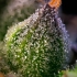 Semillas de marihuana feminizadas Rainbow Sherbet de Barney's Farm Seeds, resina tricomas.