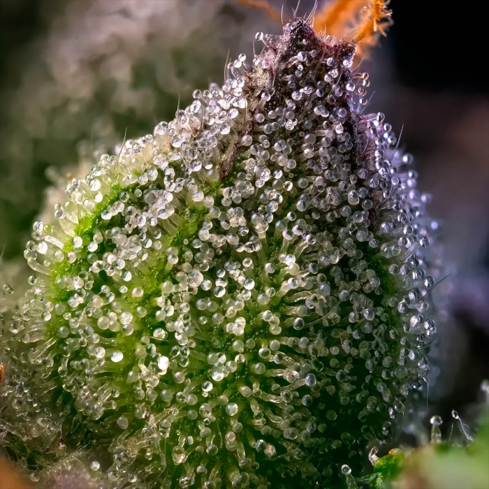 Detalle de los cogollos de marihuana Rainbow Sherbet