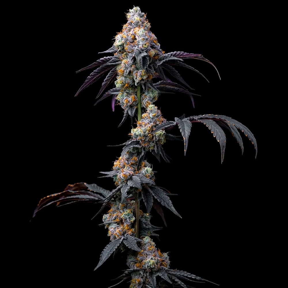 Semillas de marihuana feminizadas Rainbow Sherbet de Barney's Farm Seeds, planta.