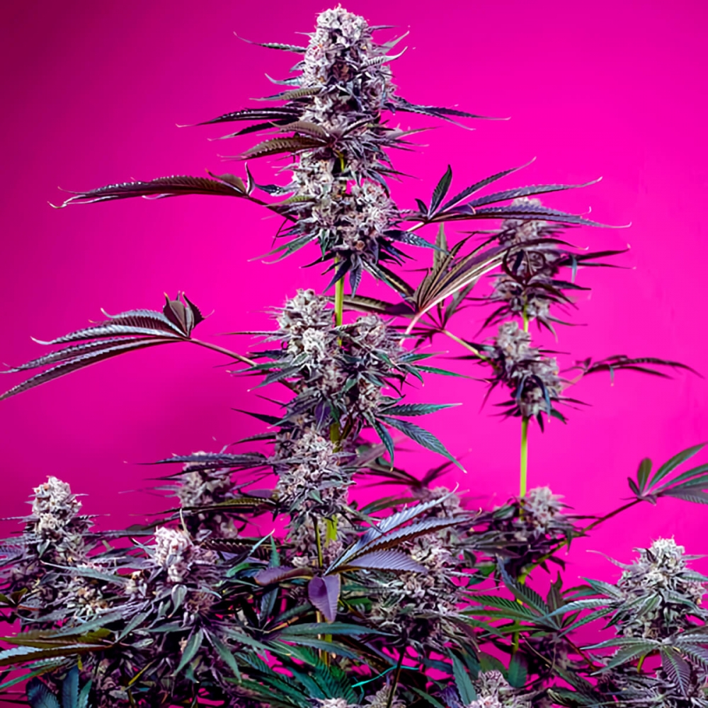 Semillas de marihuana Auto Studio 54 Stardust de Sweet Seeds, planta.