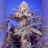 Semillas de marihuana Auto Pineapple Slush XL de Sweet Seeds, cogollo.