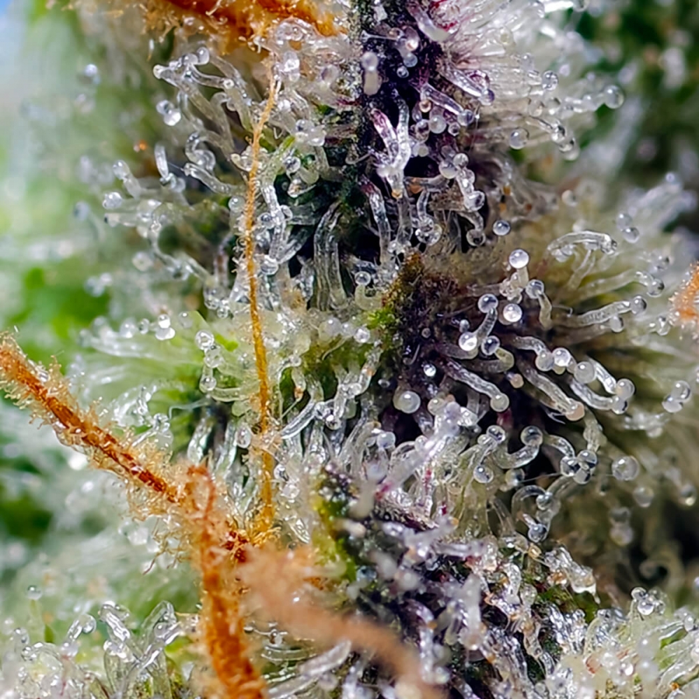 Semillas de marihuana feminizadas Mental Rainbow F1 Fast Version de Sweet Seeds, resina tricomas.