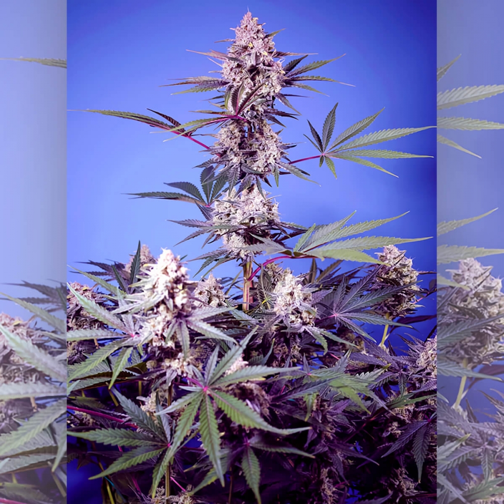 Semillas de marihuana feminizadas Mental Rainbow F1 Fast Version de Sweet Seeds, cogollo enorme.