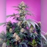 Semillas de marihuana feminizadas Monster Maker de Sweet Seeds, planta.