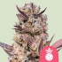 Semillas de marihuana Tropicana Cookies Purple de Royal Queen Seeds, cogollo.