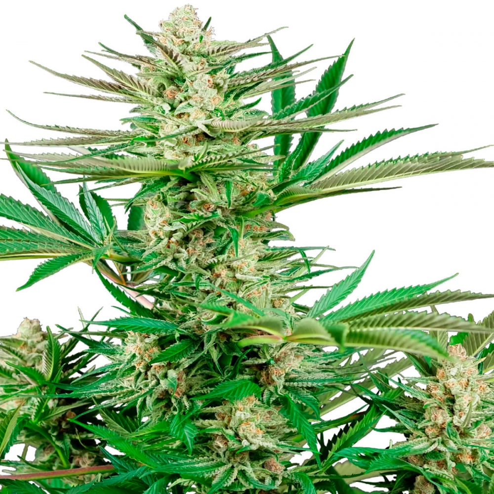 Semillas de marihuana Malibu OG Gold de Sensi Seeds Research, cogollo.