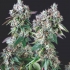 Semillas de marihuana Mendocino Purple Kush de Pyramid Seeds, cogollo.