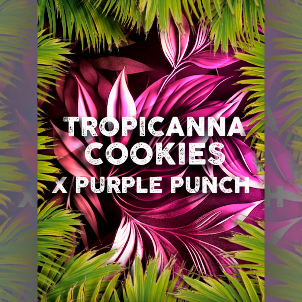 Semillas de marihuana Tropicanna Punch de Tramuntana Seeds.