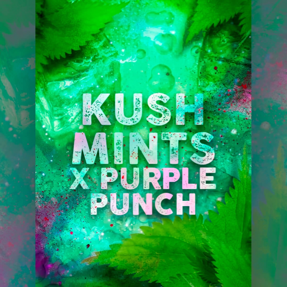 Semillas de marihuana Kush Mints Punch de Tramuntana Seeds.