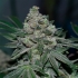 Semillas de marihuana regulares Klementine de R-Kiem Seeds.
