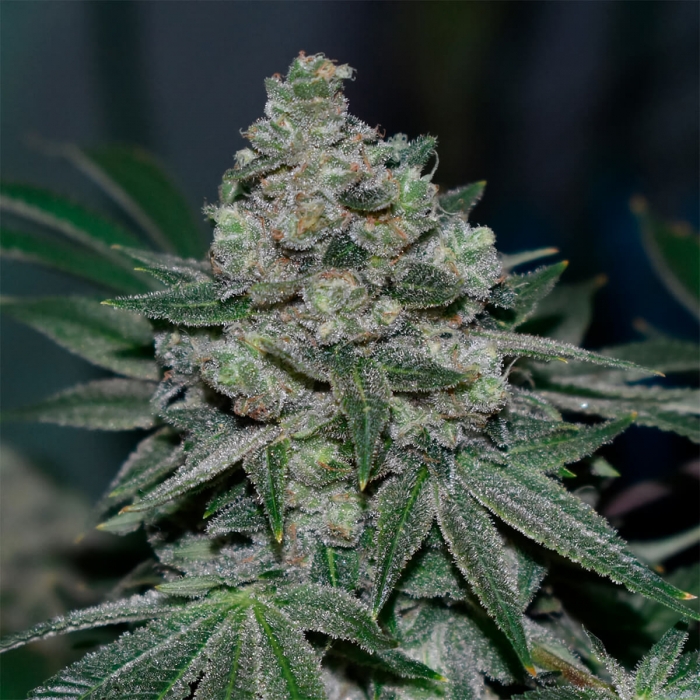 Semillas de marihuana regulares Klementine de R-Kiem Seeds.