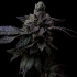 Semillas de marihuana regulares Suguz de R-Kiem Seeds.