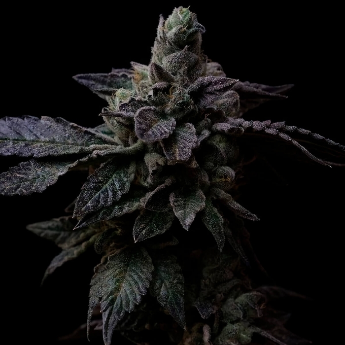 Semillas de marihuana regulares Suguz de R-Kiem Seeds.