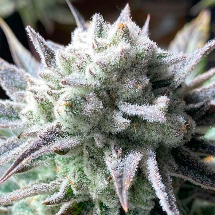 Semillas de marihuana regulares Suguz de R-Kiem Seeds, cogollo resinoso.