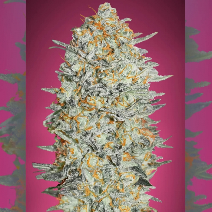 Cogollo de marihuana Gelato 33 de Advanced Seeds