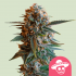 Semillas de marihuana Mexican Rush de Royal Queen Seeds.