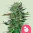 Semillas de marihuana Do Si Dos de Royal Queen Seeds.