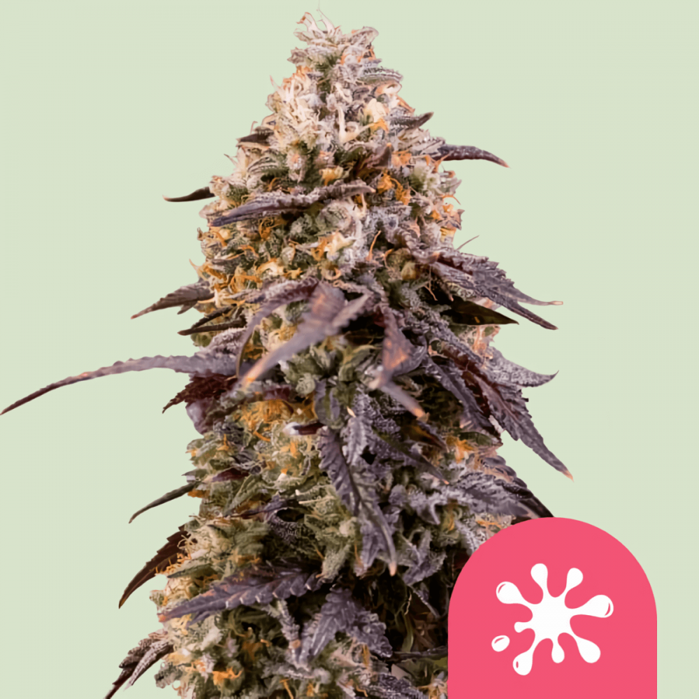 Semillas de marihuana feminizadas Sticky Queen de Royal Queen Seeds.