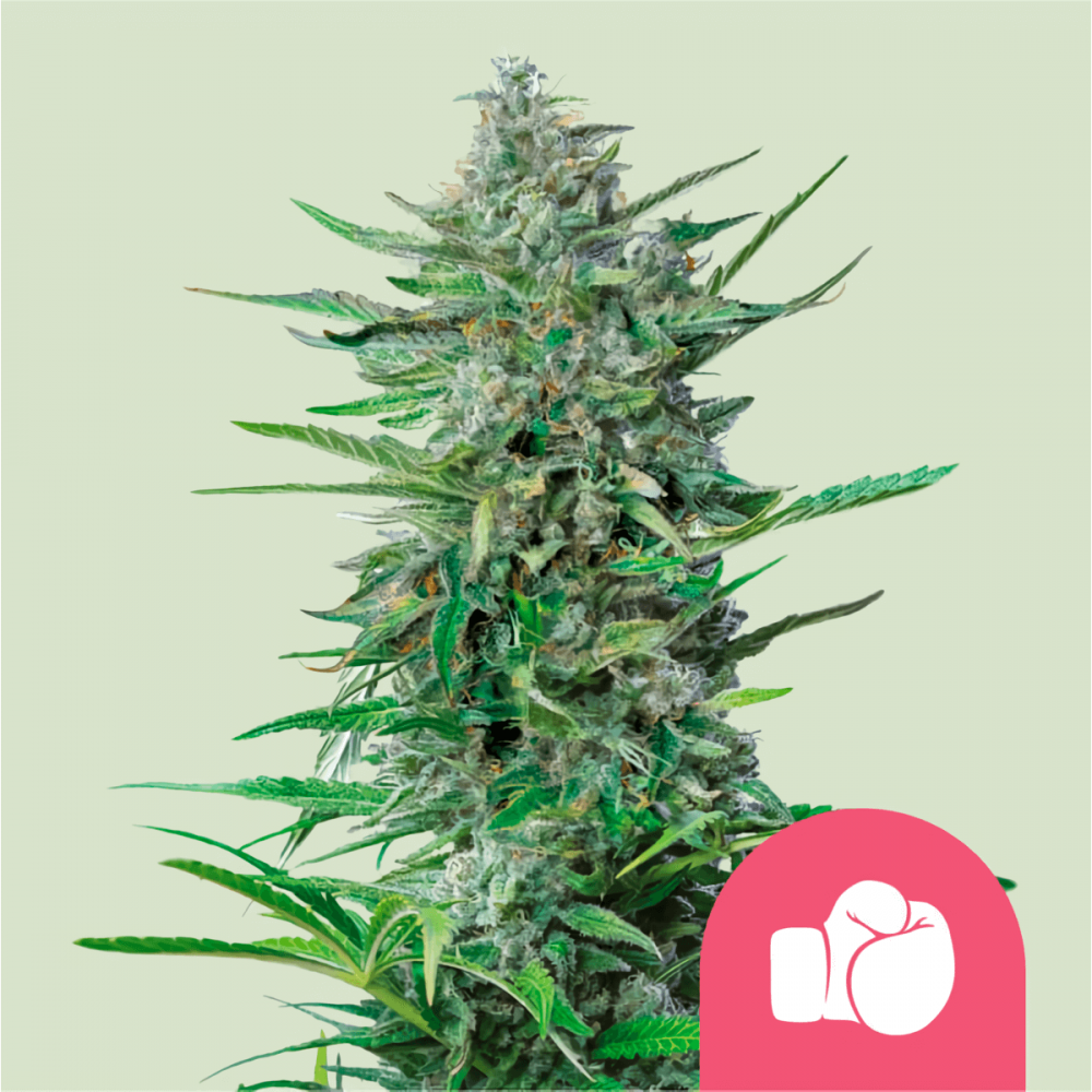 Semillas de marihuana feminizadas Purple Punch de Royal Queen Seeds.