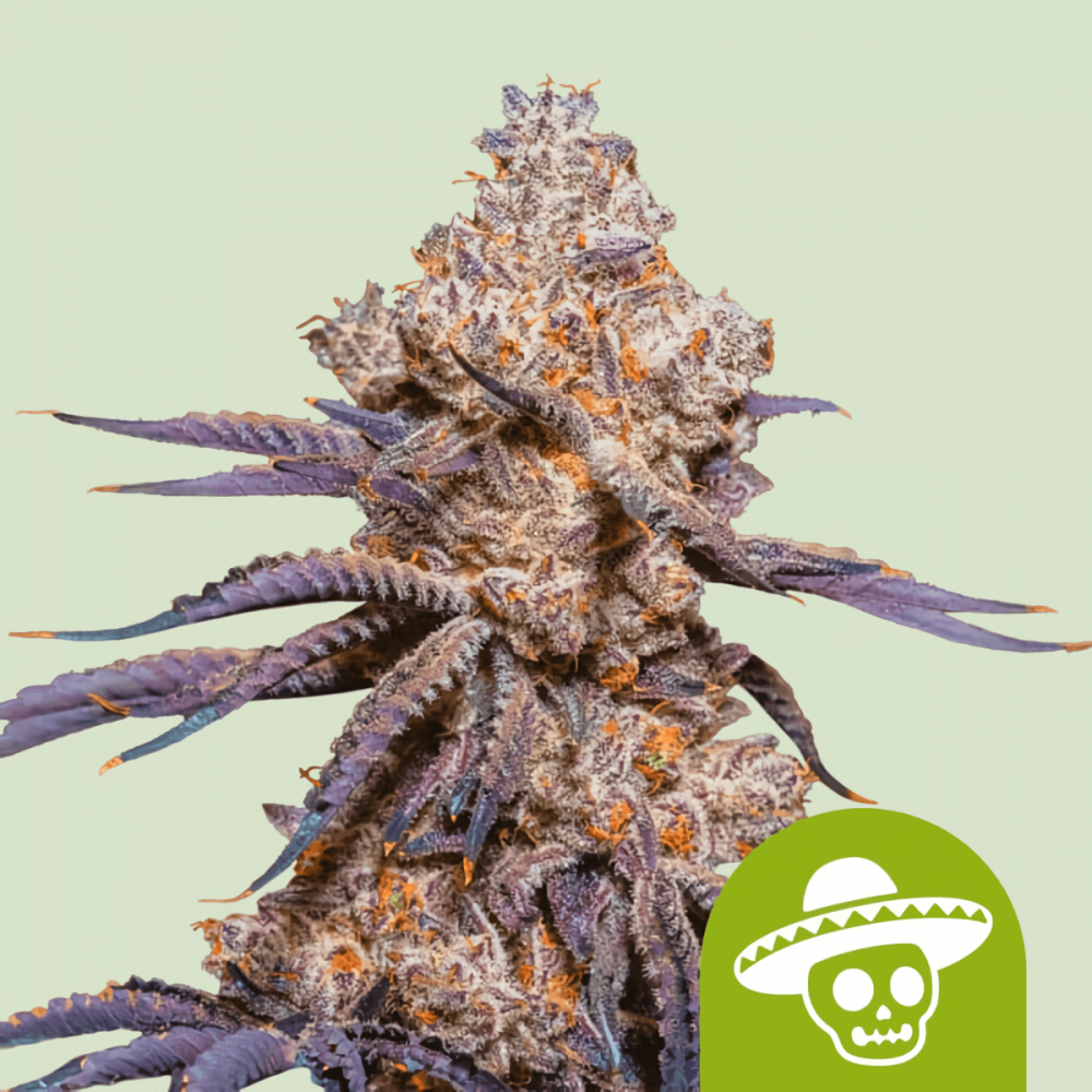 Semillas de marihuana Auto Mexican Rush de Royal Queen Seeds, cogollo.